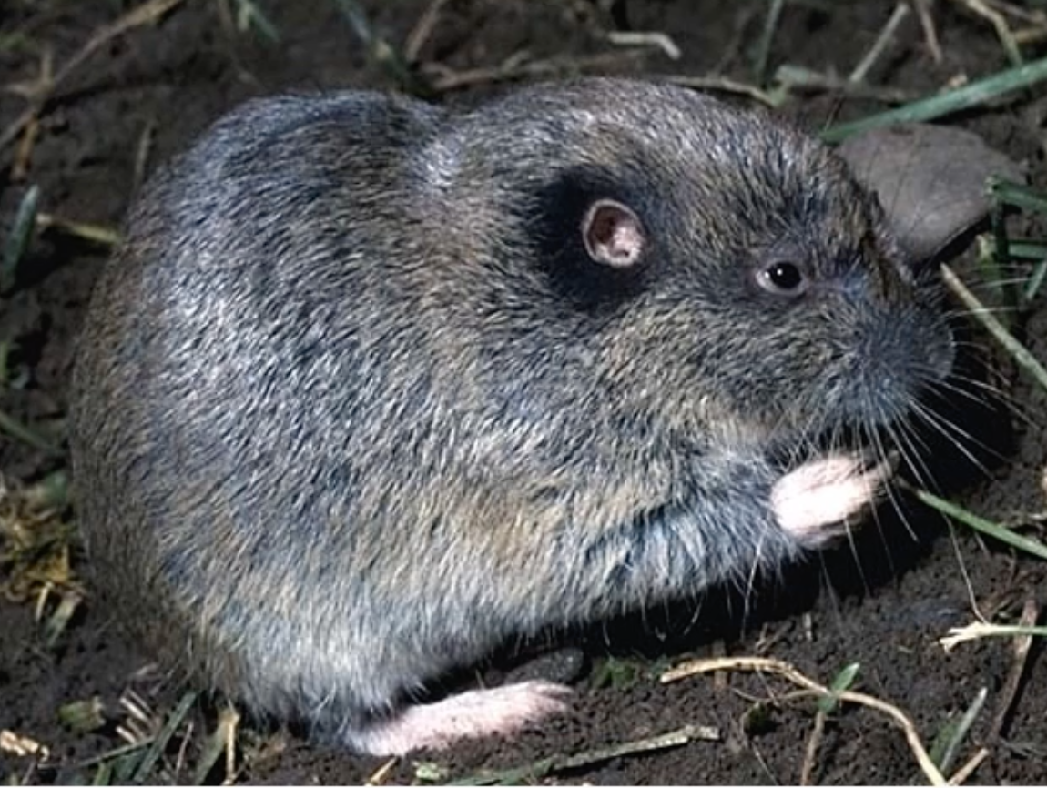 Northern pocket gopher
