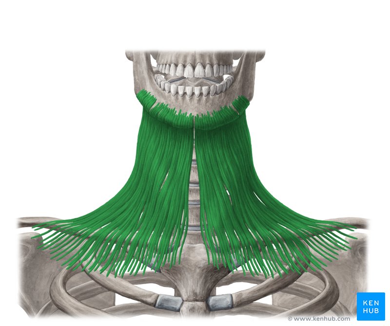 Identify what muscle is highlighted in green 