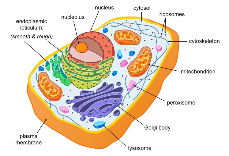 <p><span>Usually multicellular organisms; has nucleus and membrane-bound organelles.</span></p>