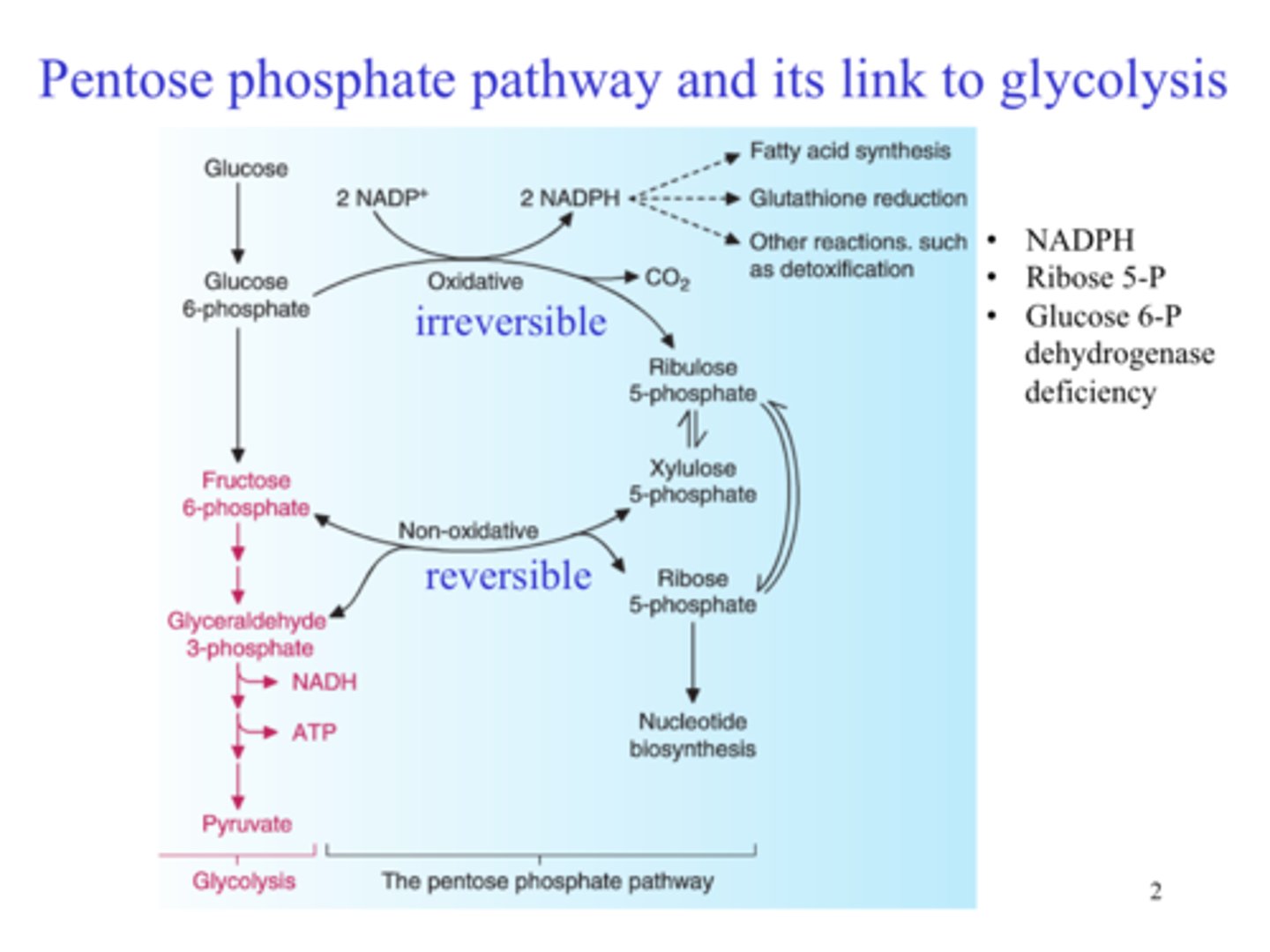 <p>(D) irreversible, reversible</p><p>The reactions of the oxidative phase of the pentose phosphate pathway are irreversible and the reactions of the non-oxidative phase of the pentose phosphate pathway are reversible.</p>