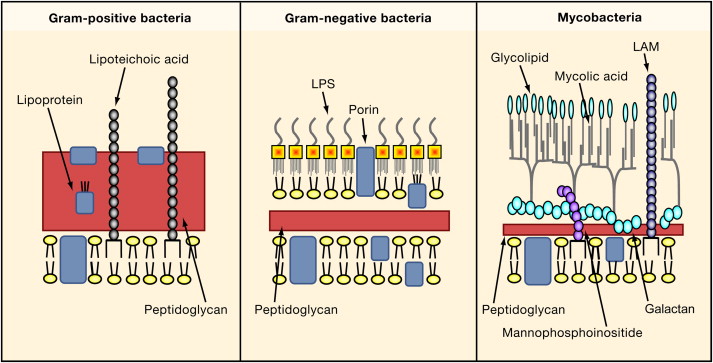<p>B. Acid-fast bacillus with mycolic acid in the cell wall</p><div data-type="horizontalRule"><hr></div><p><em>M. tuberculosis</em> is <strong>acid-fast</strong> due to its high lipid (mycolic acid) content. It is <strong>non-motile</strong>, <strong>non-spore-forming</strong>, and causes <strong>chronic pulmonary disease</strong>.</p>