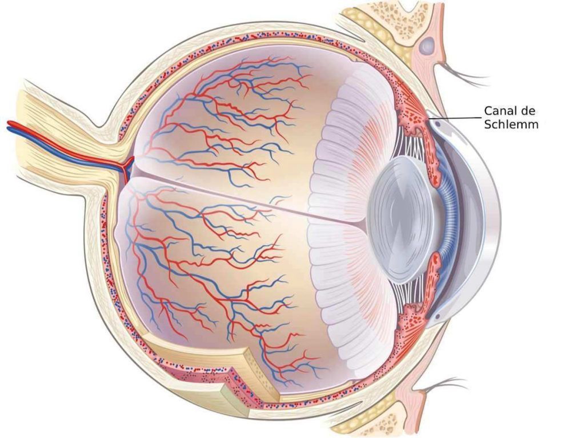 <p>canal of schlemm </p>
