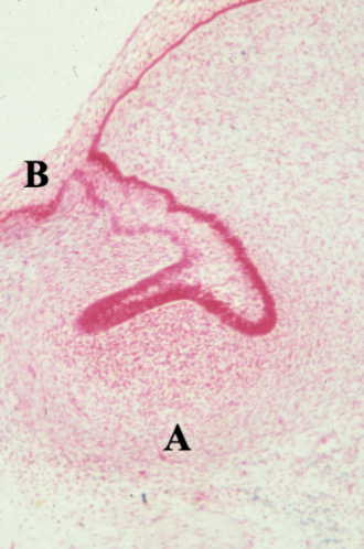 <p>what layer is at B</p>