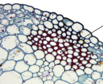 <ul><li><p>thickened wall cells</p></li><li><p>elongaded</p></li><li><p>vines</p></li></ul><p></p>