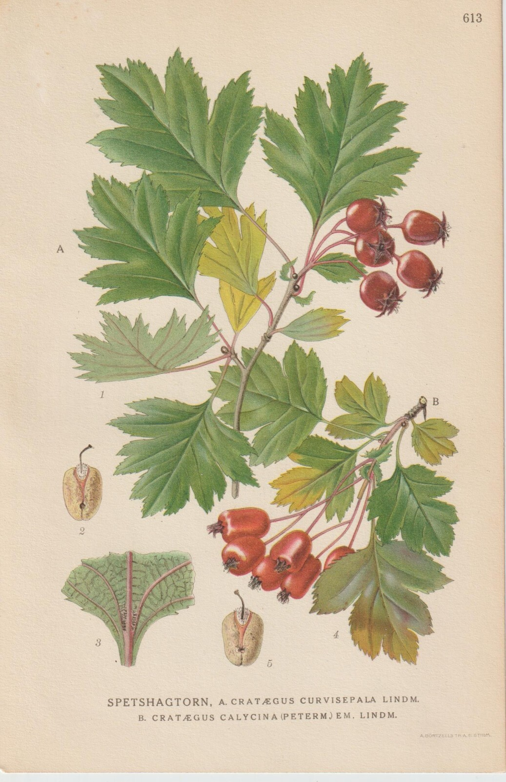 <p>. Common Single-seeded Hawthorn (Crataegus monogyna)</p>