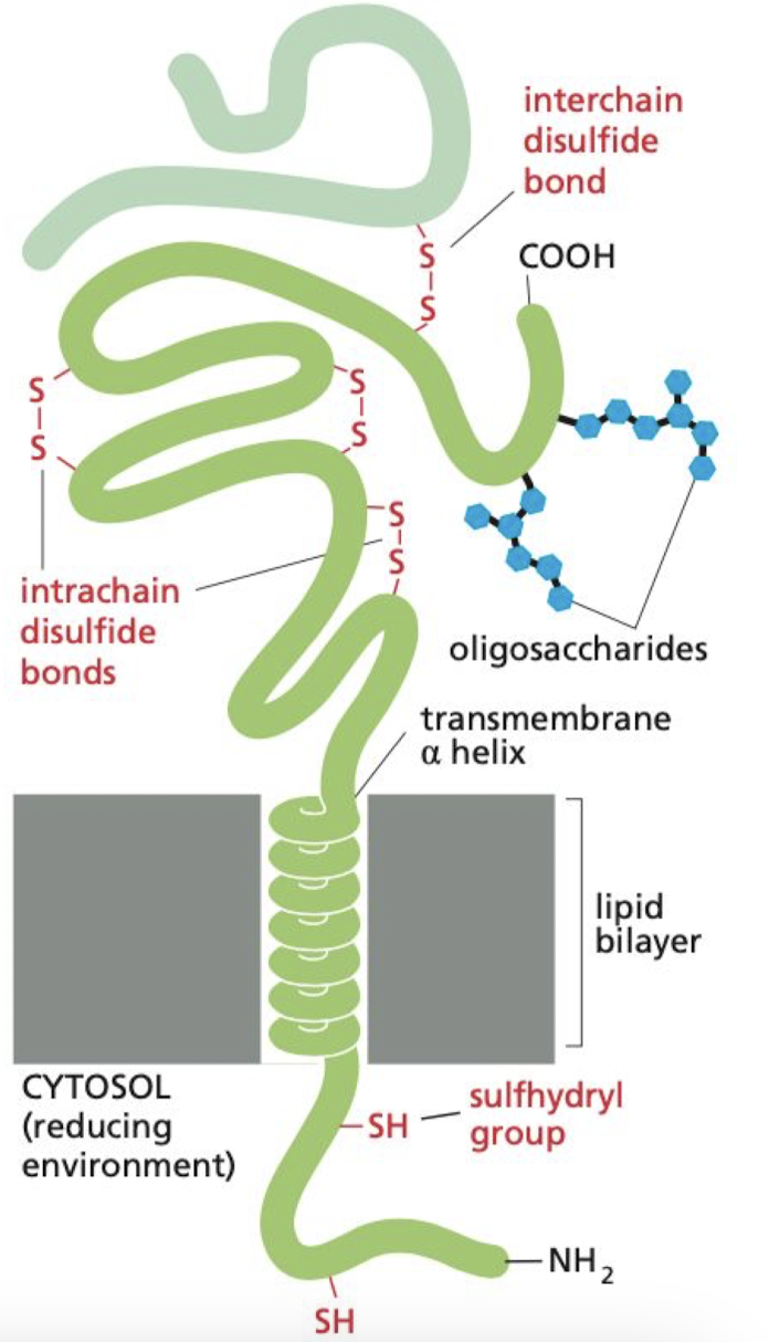 <p>It means the protein is coated with oligosaccharide and polysaccharide chains facing the outside of the cell → bound to membrane proteins and lipids</p>