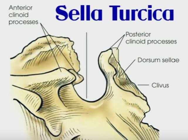 <p>Është gropë në faqen e sipërme të trupit të ashtit sfenoidal. &apos;Shala turke&apos; është ekuivalente me fossa hypophysialis, e cila vendoset ndërmjet tuberculum sellae nga përpara dhe processus clinoideus nga prapa.</p>