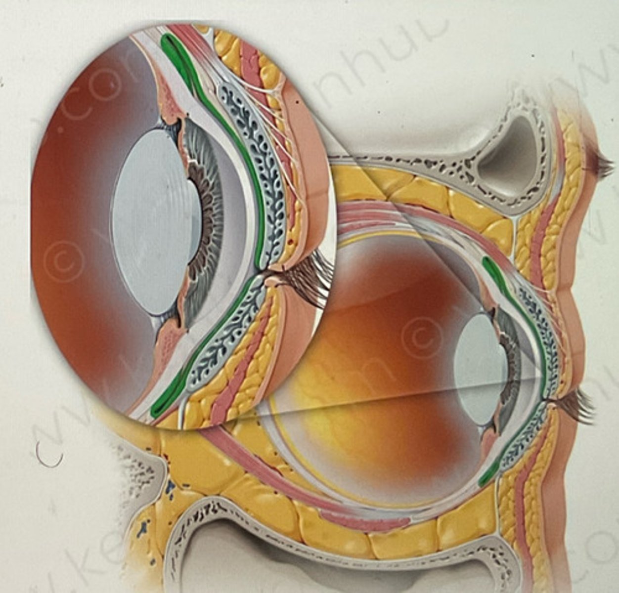 <p>mucous membrane lining the eyelids and covering the anterior portion of the sclera</p>