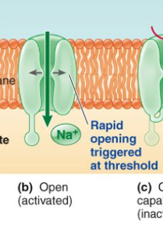 <p>-AG and IG are open</p><p>-AG opening is triggered by reaching threshold</p><p>→ during rising phase of AP</p>