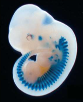 <p>Muscles are arranged in <strong>segmented blocks called somites</strong>.</p><p></p>