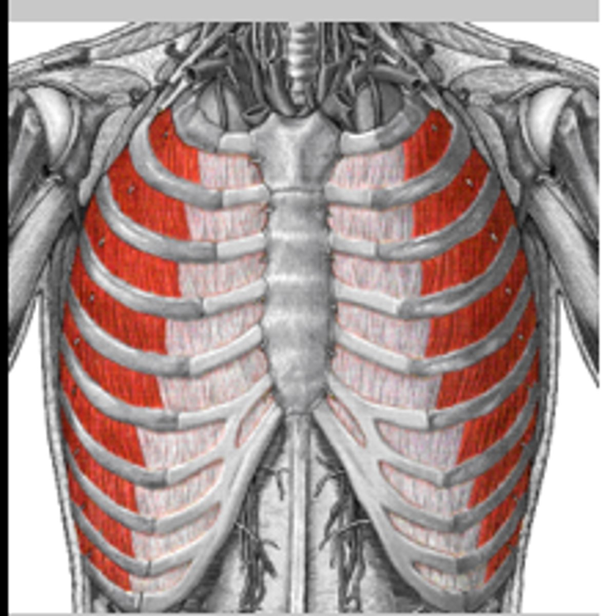 <p>Structure:</p><p>- Skeletal muscles between the ribs.</p><p>Function:</p><p>- Moves the ribs up and down, increasing the volume of the thoracic cavity for inspiration.</p>