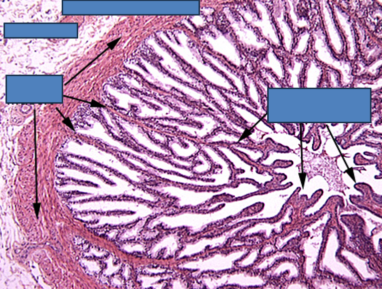 <p>Identify this structure</p>