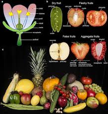 <p>What is the function of fruit?</p>