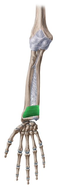 <ul><li><p>distal fourth of anterior surface of radius</p></li></ul>