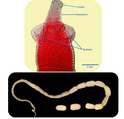 <ul><li><p><span>Rare infection ; common in kids</span></p></li><li><p><span><u>Multiple worms</u> ; adults are 10-70 cm</span></p></li><li><p><span>Worldwide distribution</span></p></li><li><p><span>Acquired by ingested of infected fleas</span></p></li><li><p><span><u>Known by many names</u>:</span></p><ul><li><p><span>Flea tapeworm</span></p></li><li><p><span>Double-pored tapeworm</span></p></li><li><p><span>Cucumber tapeworm</span></p></li></ul></li></ul><p></p>