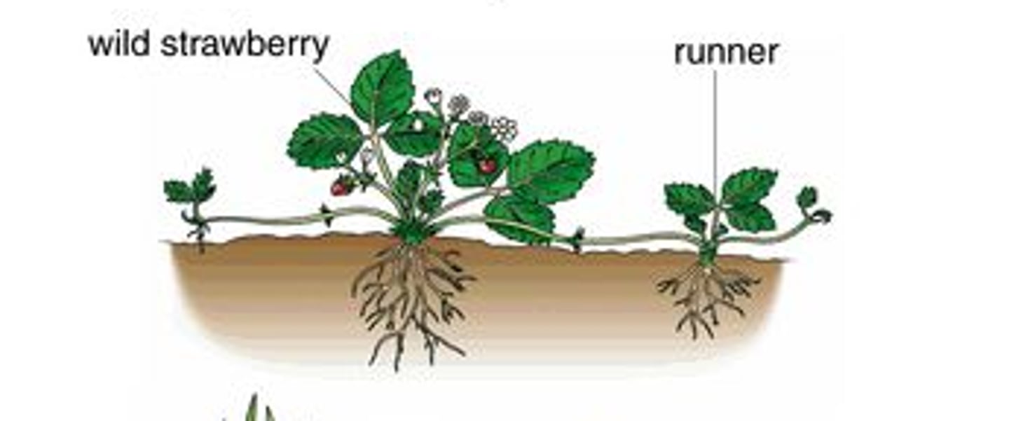 <p>- Binary fission in bacteria</p><p>- Spore production in fungi</p><p>- Tuber formation in potatoes</p>