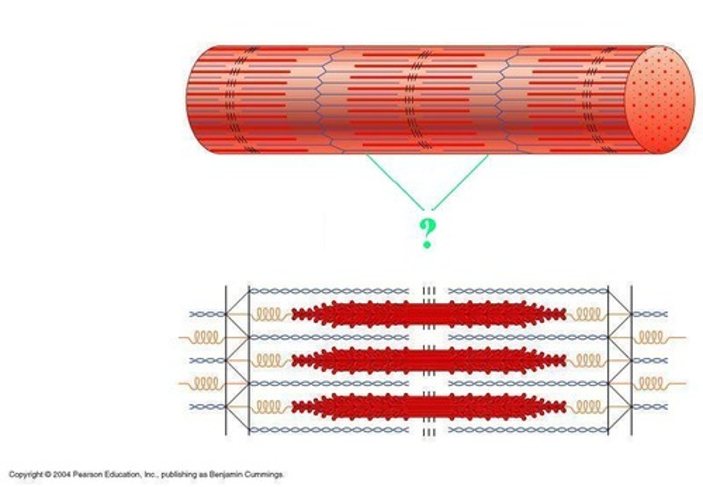 <p>Identify the indicated region of the sarcomere.</p>