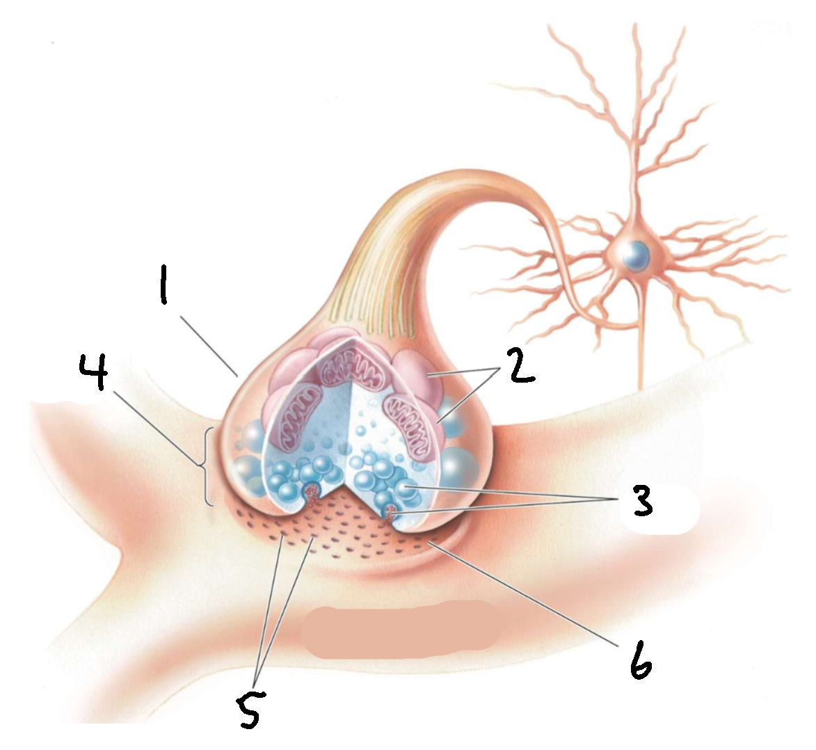 <p>What is 5?</p>