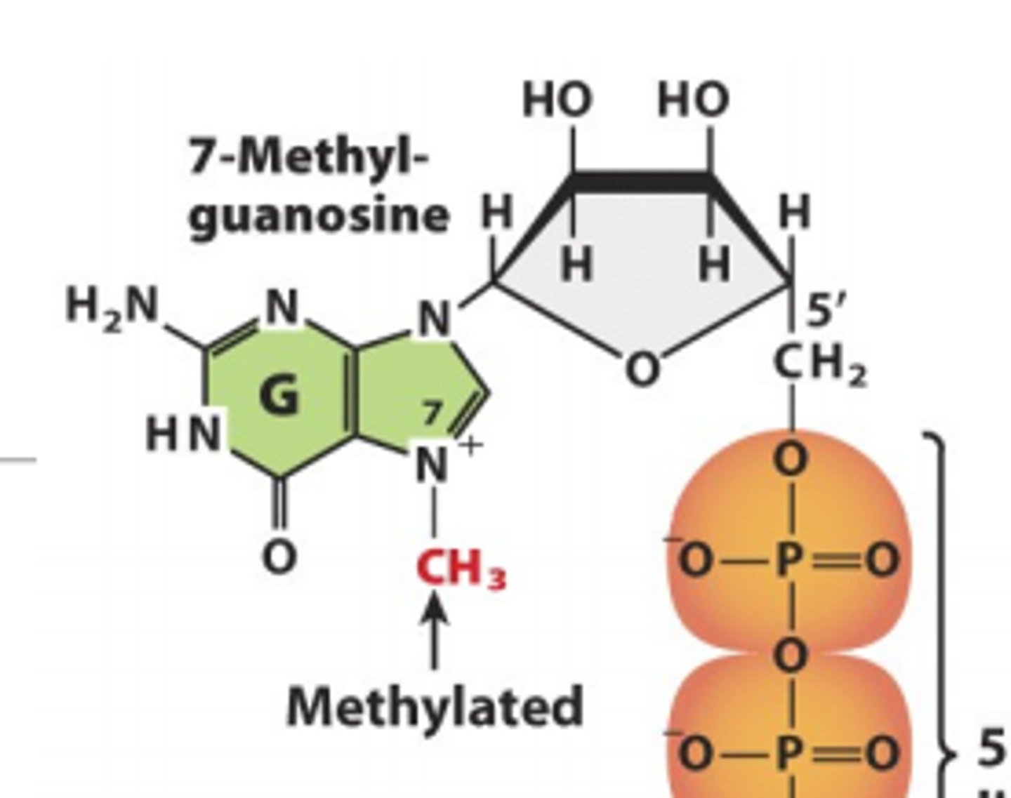 <p>guanylyl transferase using GTP as a substrate</p>