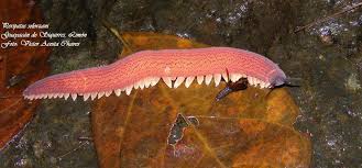 <p>-velvet worms </p><p>-235 spp.</p><p>-terrestrial tropical animals </p><p>-metameric and hydrostatic (13-43 pairs of hydrostatic lobopods with chitinous claws)</p><p>-antennae with eyes at bases </p><p>-slime glands of oral papillae capture prey</p><p>-open circulatory system</p><p>-coxal glands release urine at base of lobopods </p><p>-dioecious with spermatophores deposited on females back→sperm bore through skin</p><p>-placentally or aplcentally viviparous or oviparous </p><p>-direct development </p>
