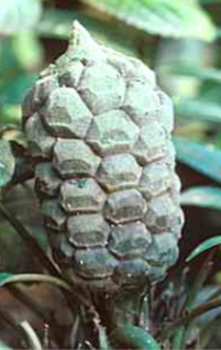 <ol><li><p>identify the organism</p></li><li><p>identify the structure</p></li></ol><p></p>