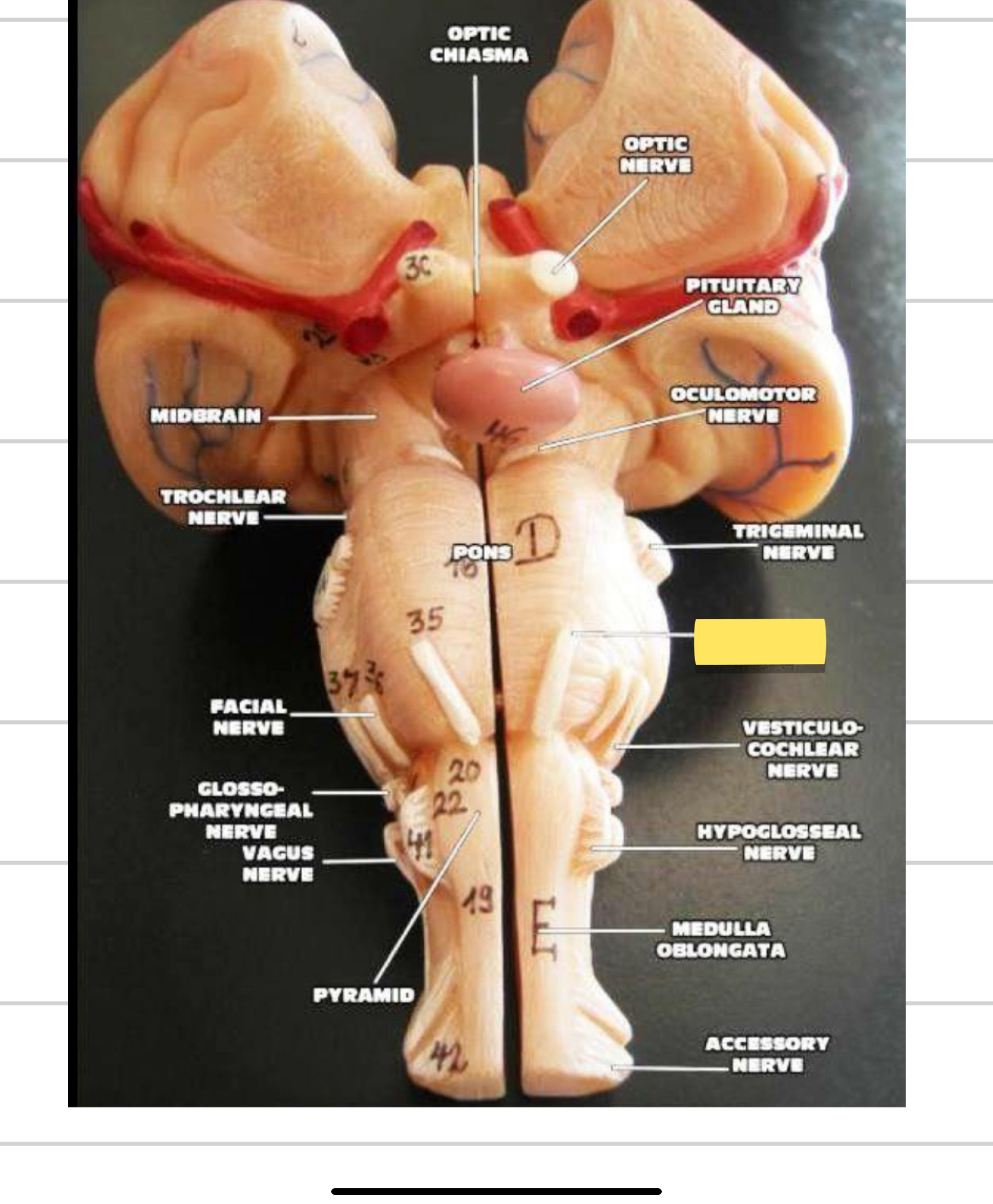 <p>Name this cranial nerve&nbsp;</p>
