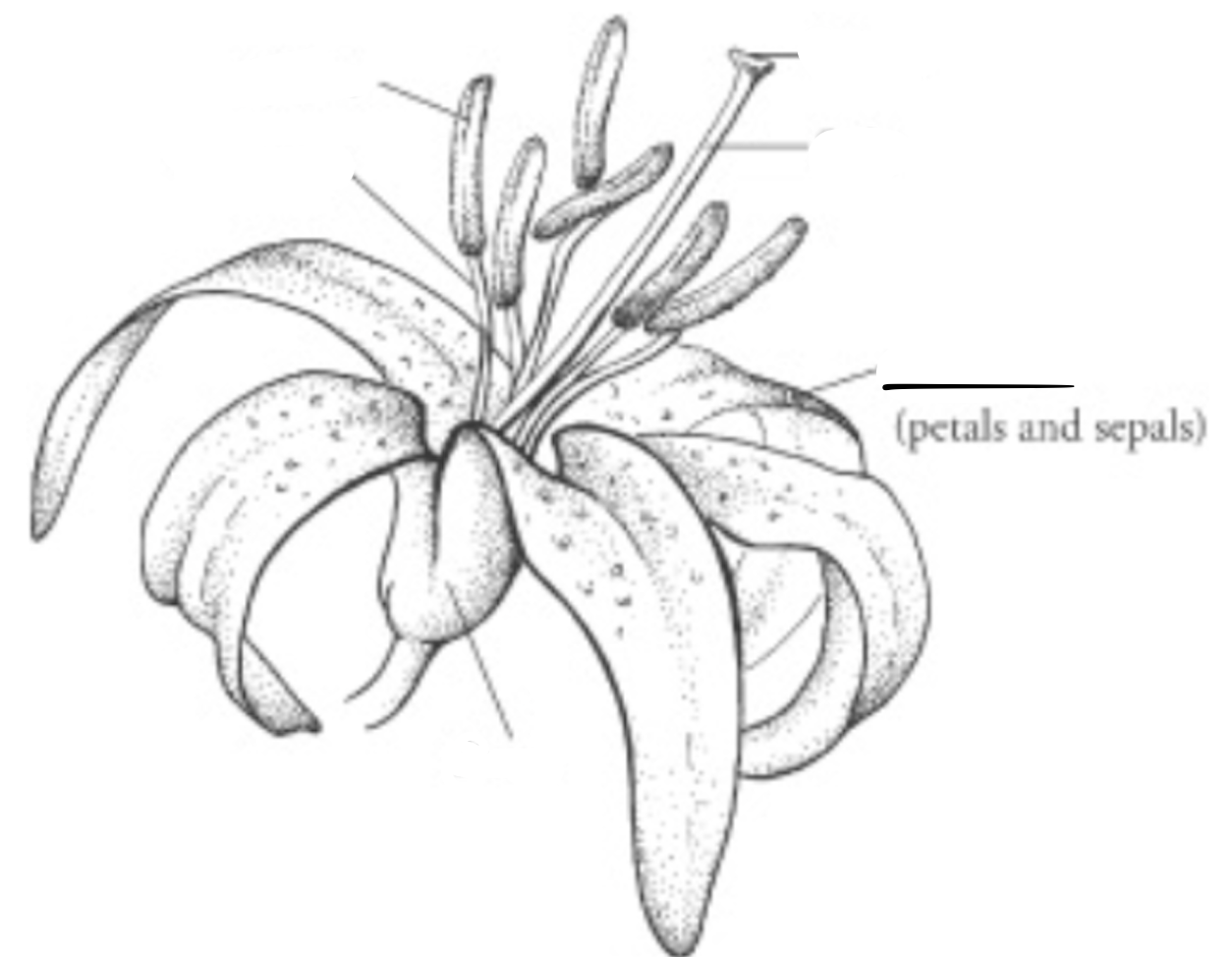 <p>What is this part of the flower?</p>