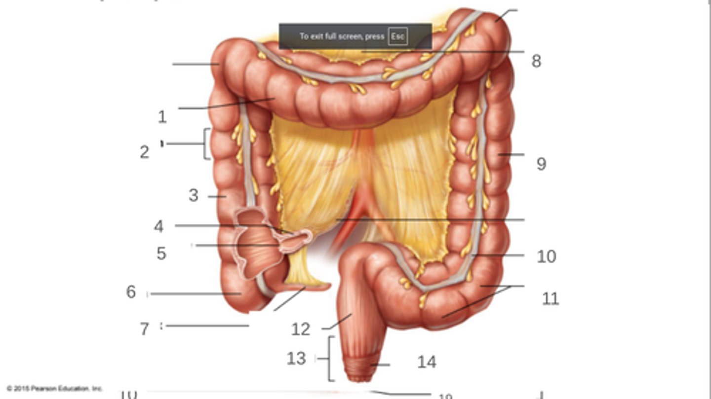 <p>11</p>