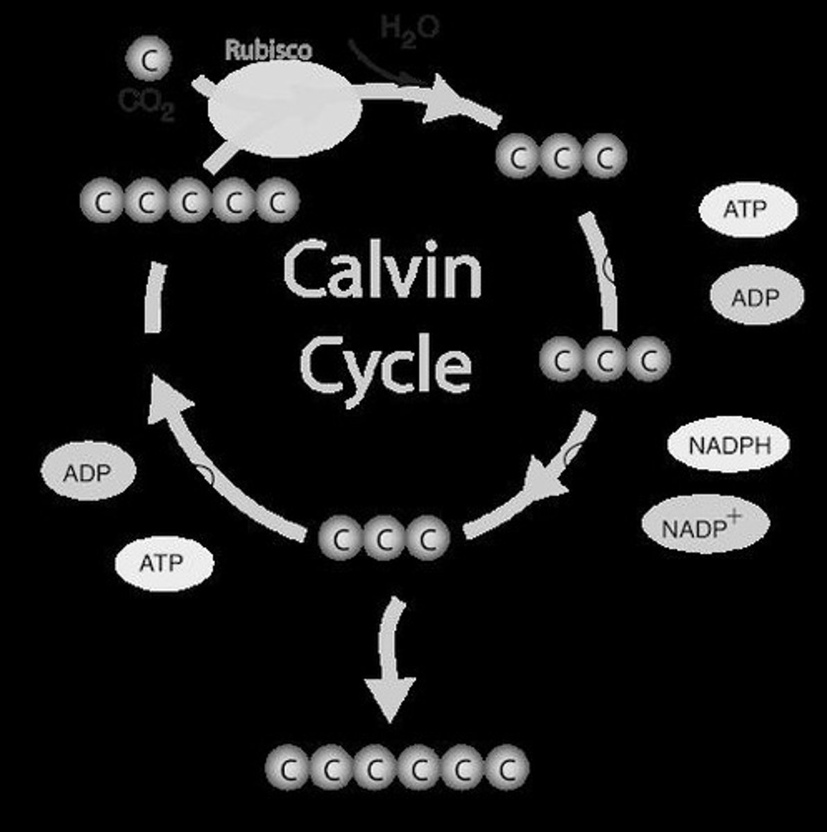 <p>Rubisco fixes carbon dioxide into organic molecules.</p>