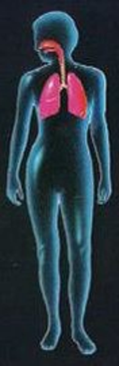 <p>Brings oxygen into the body &amp; gets rid of CO2 out of body</p>
