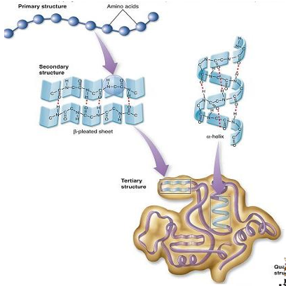 <p>this is further folding of the polypeptide chain</p><p>folding into a globular form</p><p>compact folded structure (hydrophobic AAs on the inside, hydrophilic AAs on the outside)</p><p>it stabilized by a wide range of bonds and interactions between the side chains of amino acids: disulphide bonds, hydrophobic interactions, ionic bonds, hydrogen bonds</p>