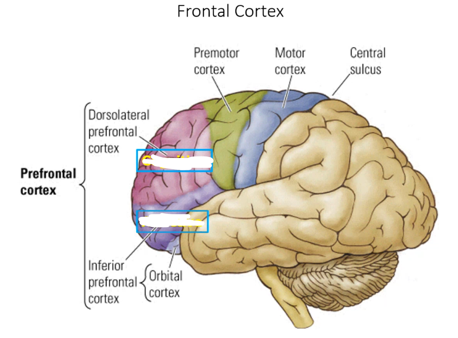 <p>Frontal cortex: _____ _____ cortex handles more executive functioning and cognitive function while _____ ____ cortex is more personality and affective functioning  </p>