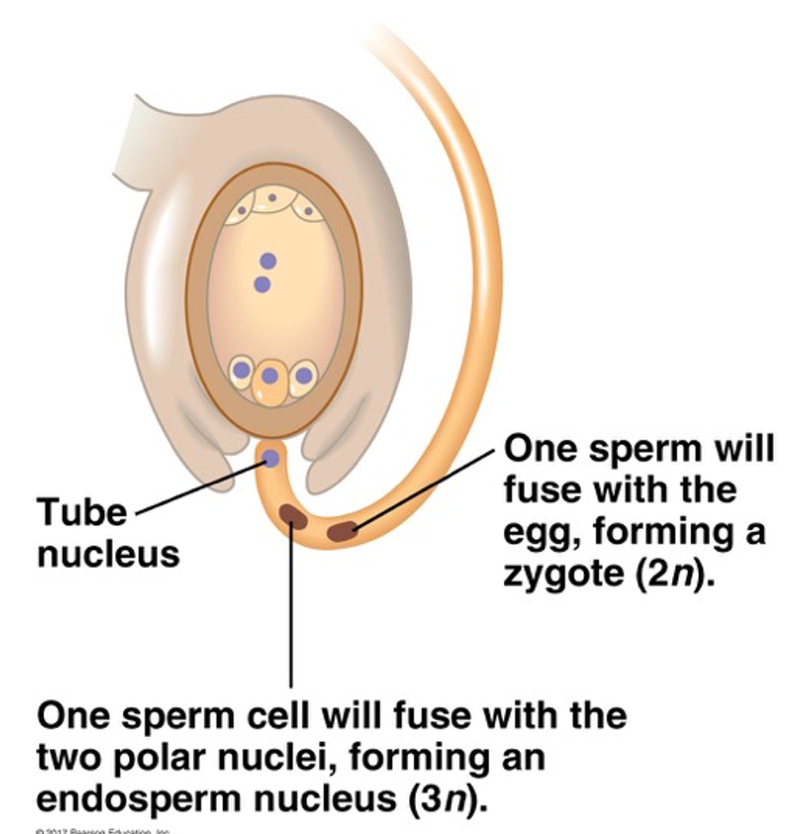 <ul><li><p>megagametophyte is only 7 cells</p></li><li><p>large cell in center is made up of 2 polar nuclei</p></li><li><p>when this cell is fertilized it is triploid, with 2 sets of eggs and 1 set of sperm chromosomes</p></li><li><p>this cell grows to form endosperm which provides food in the seed</p></li></ul>