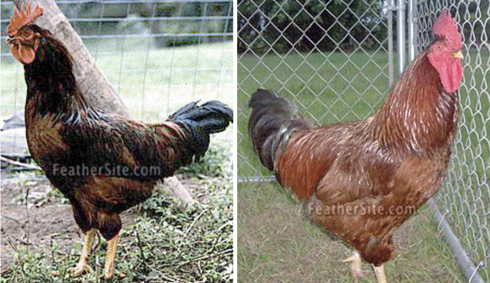 <p>Dual purpose, brown eggs, Massachusetts/Rhode Island</p>