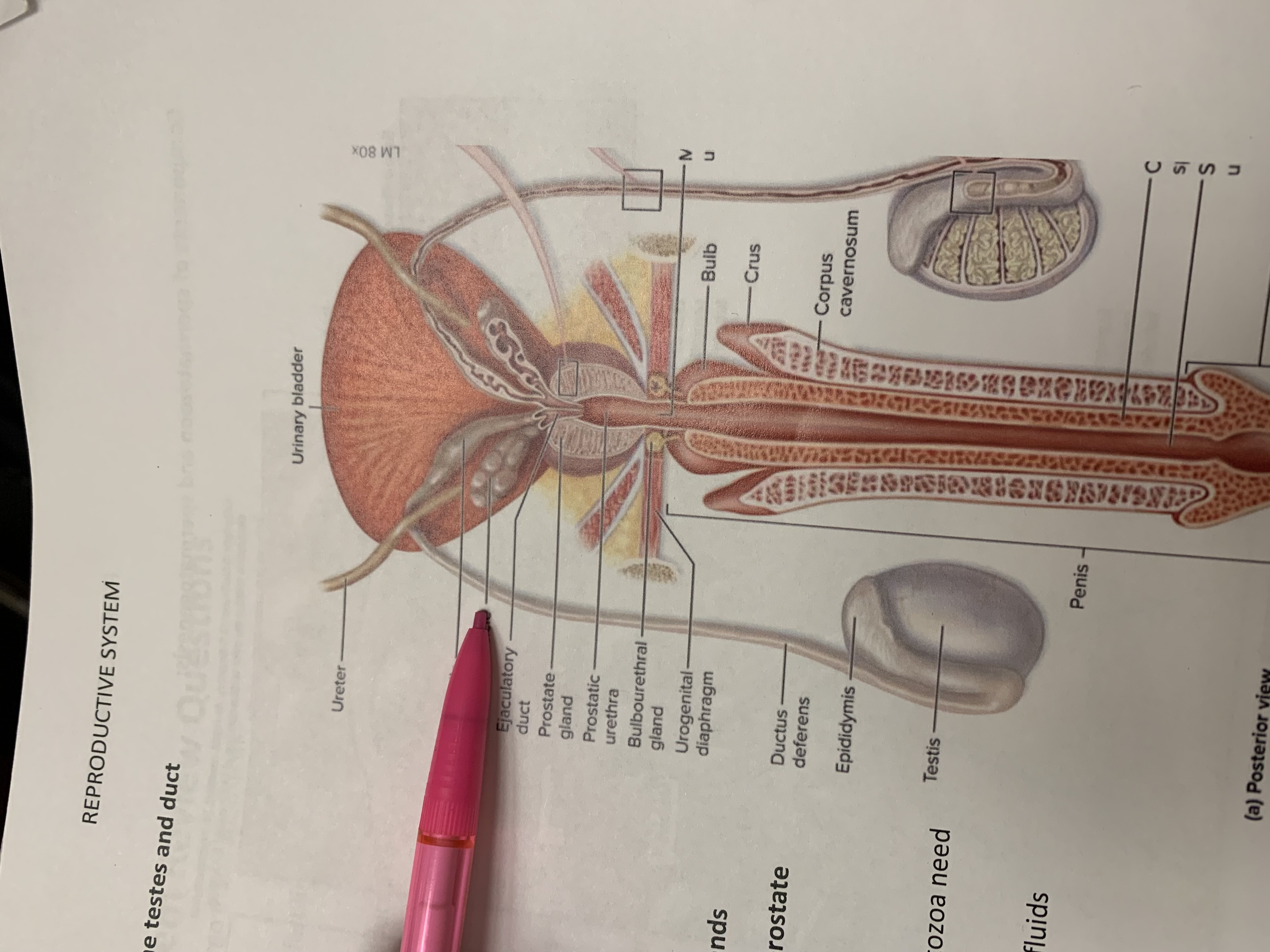term image
