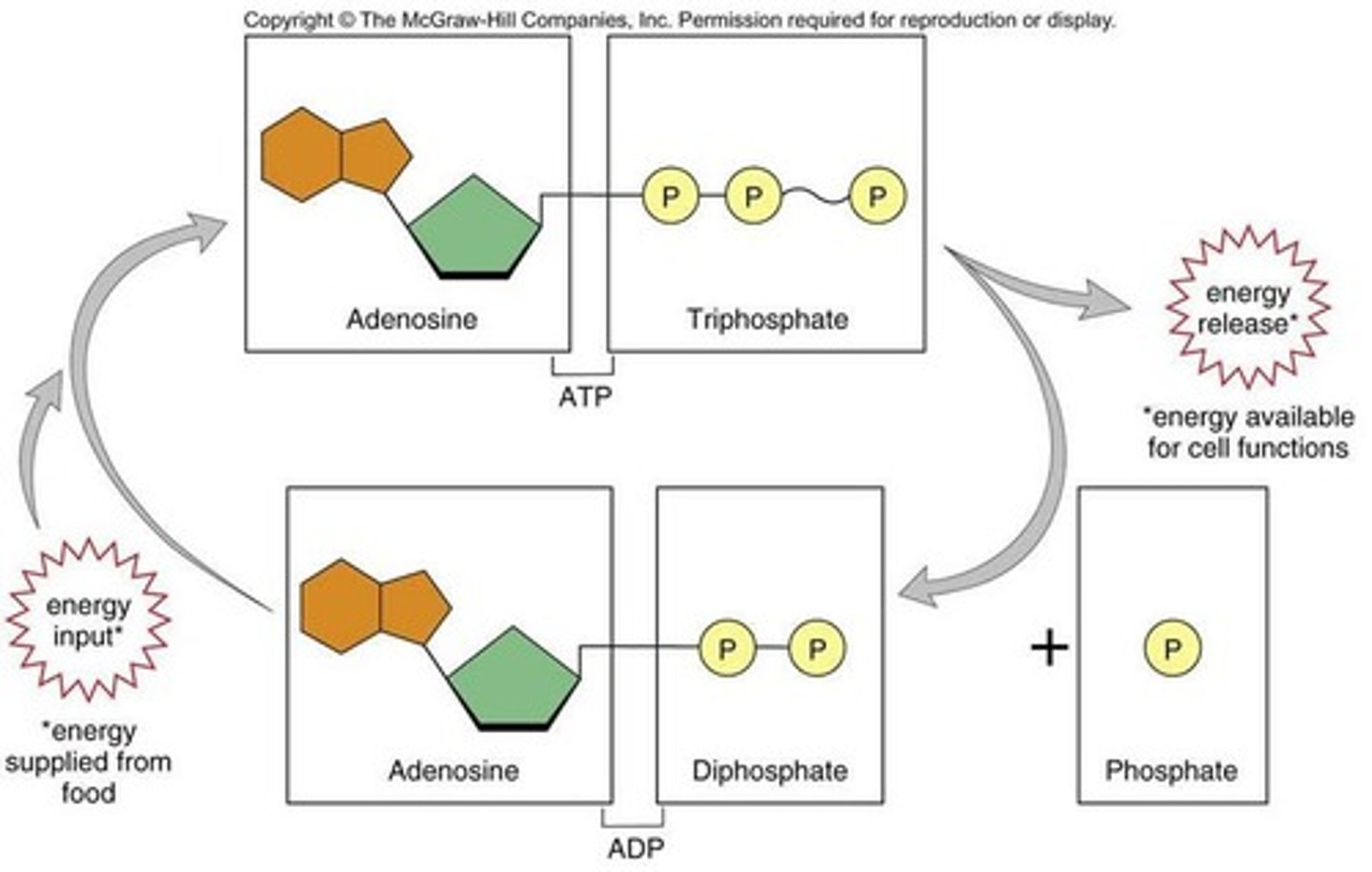 <p>By removing the last phosphate group, which transfers energy to cellular processes.</p>