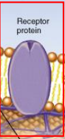 Has a binding site for the ligand