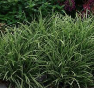 <p>marsh sedge A</p>