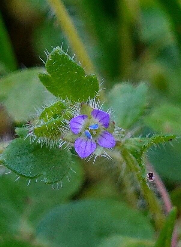 <p>Veronica hederifolia - <strong>Plantaginaceae</strong></p><p></p>