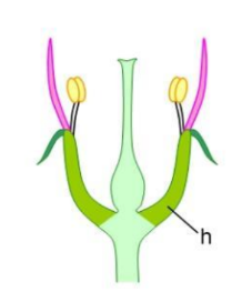 <p>Superior ovary. Stamens and perianth are united into a hypanthium, which holds them level with ovary </p>