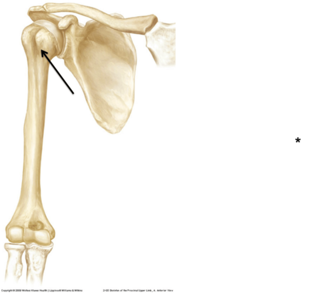 <p>crest of lesser tubercle</p>
