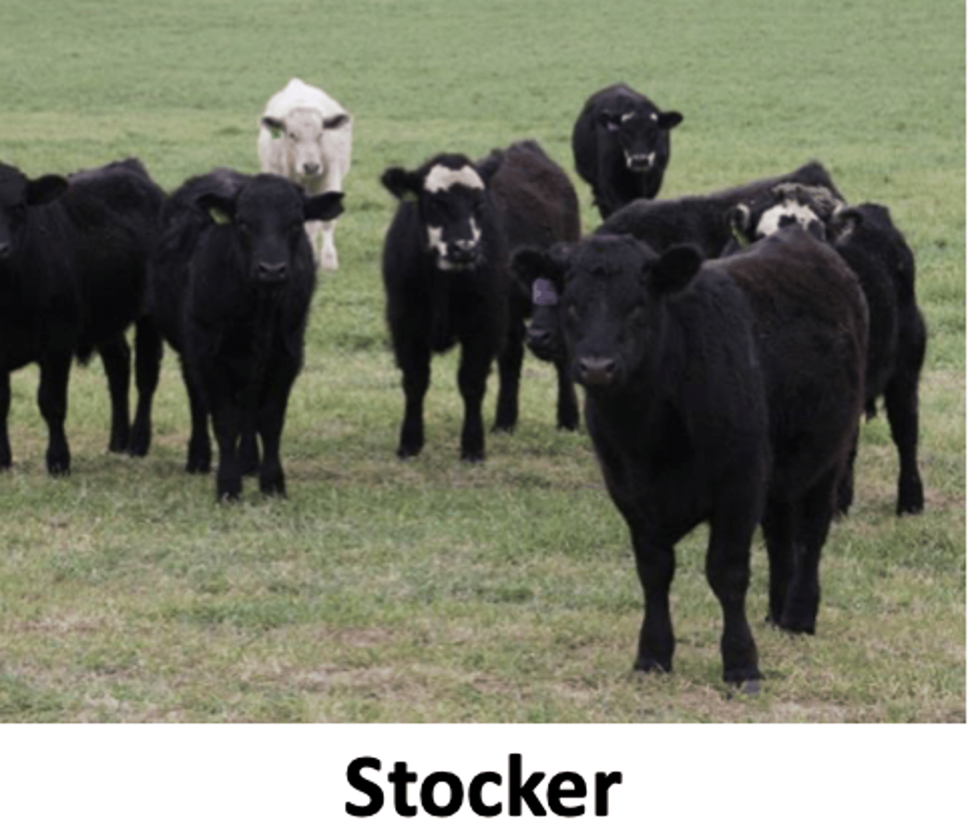 <p>what is the goal of cow-calf operations</p>