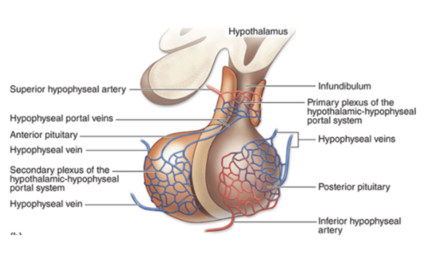 <p>What do the superior hypophyseal arteries form in the adenohypophysis?</p>