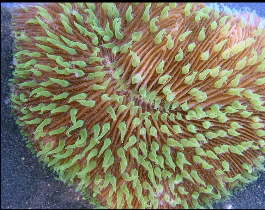 <p>Fungia scutaria</p>