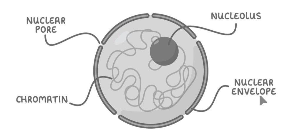 <ul><li><p>Nucleolus - composed of proteins and RNA (used to make rRNA) + not membrane bound</p></li><li><p>Nuclear pore</p></li><li><p>Nuclear envelope - double membrane that contains pres</p></li><li><p>Chromatin - DNA wound around histone proteins, condenses and coils tightly into chromosomes before cell division, otherwise more spread out</p></li><li><p>Nucleoplasm</p></li></ul><p></p>