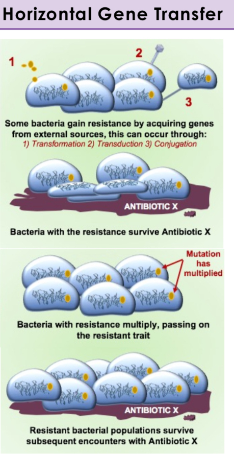 <p>Transfer of genes between bacteria that are not parent and offspring (e.g., through plasmids).</p>