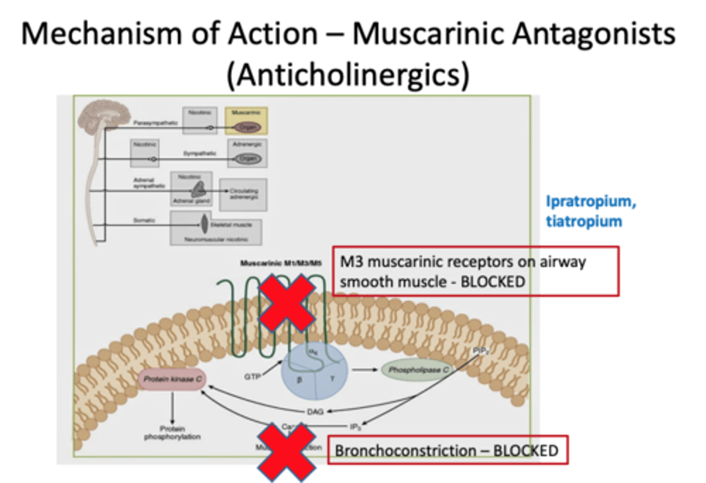 <p>They block M3 receptors to prevent bronchoconstriction.</p>