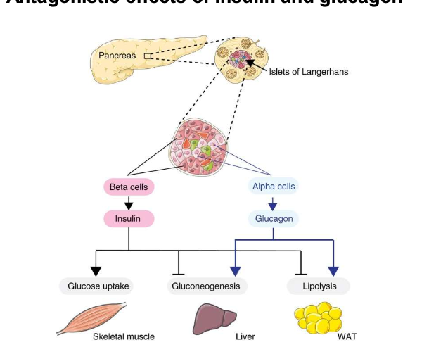 <p>Which pancreatic cells secrete insulin vs glucagon?</p>