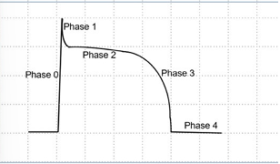 <p>What is phase 1 of action potential generation in cardiac myocytes?</p>
