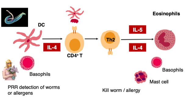 <p>eosinophils, basophils and mast cells</p>